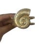 Pulsera caracola